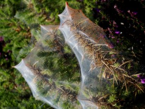 The Nature Reserve around Dunwich.